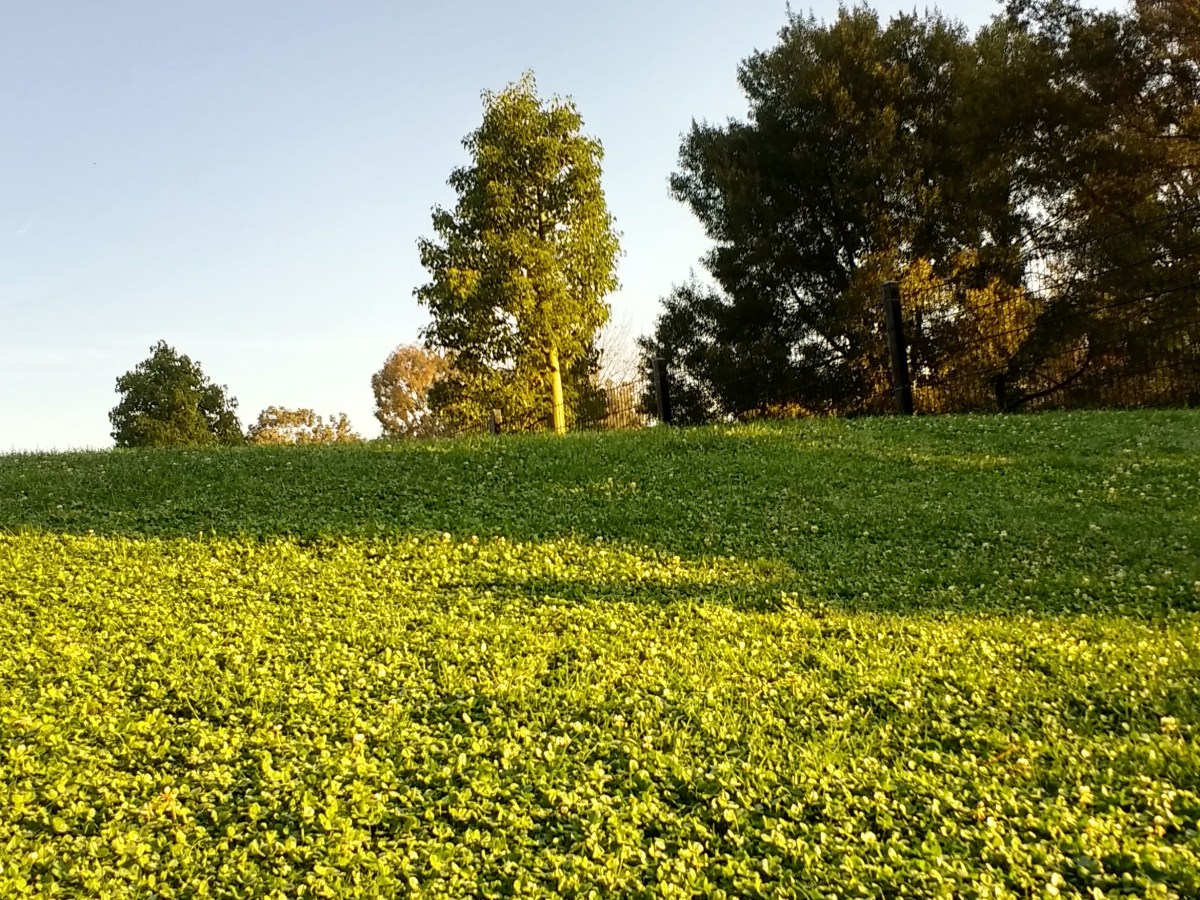 Cosmic Reiki & the Lunar & Solar&nbsp;Cycles