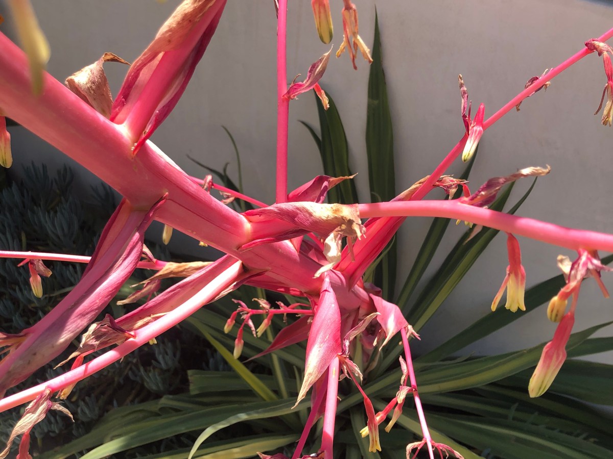 June New Moonsletter