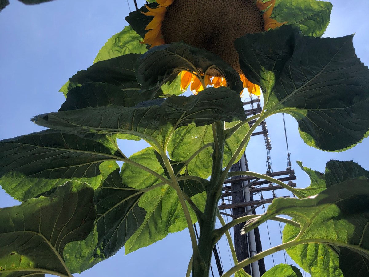 Solar Reiki – July Lammas&nbsp;2025