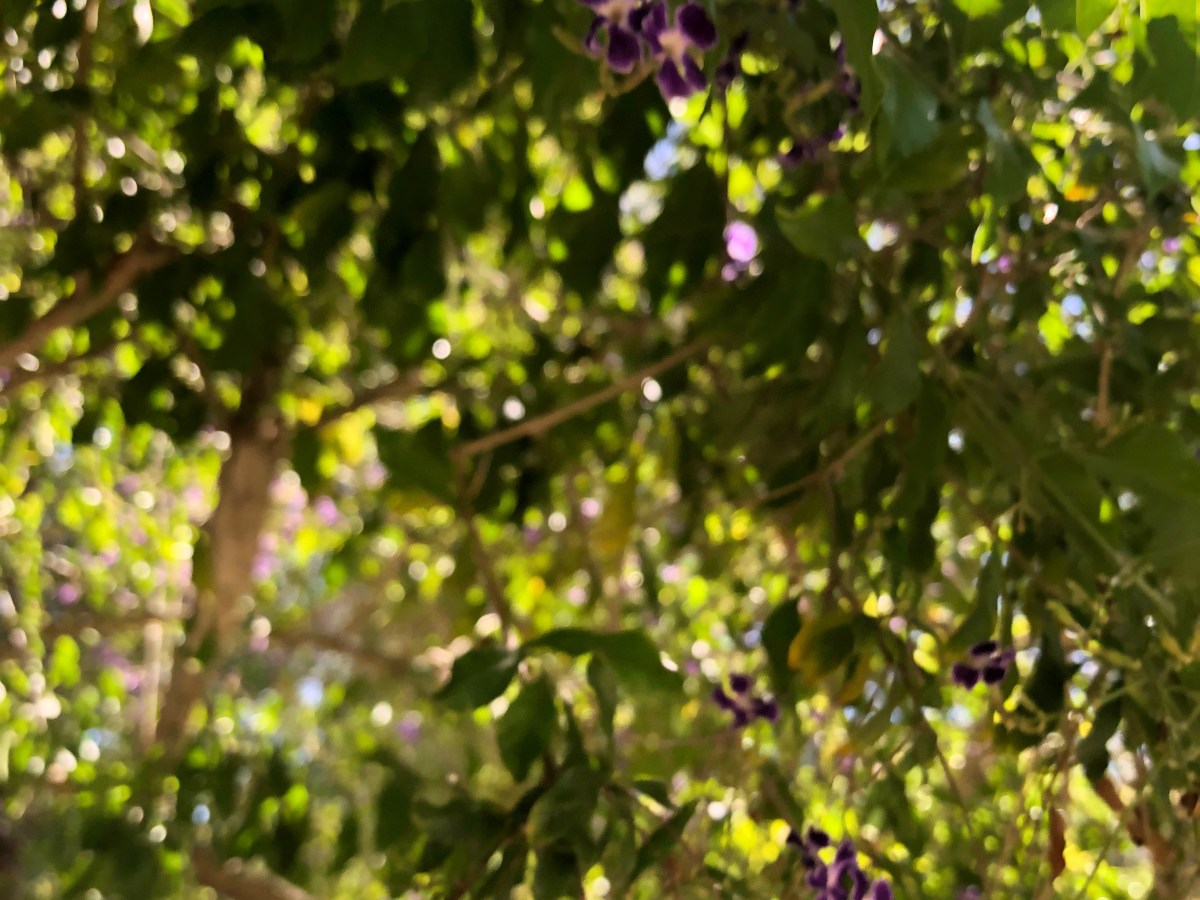 Cosmic Reiki Pricing Aug&nbsp;2025